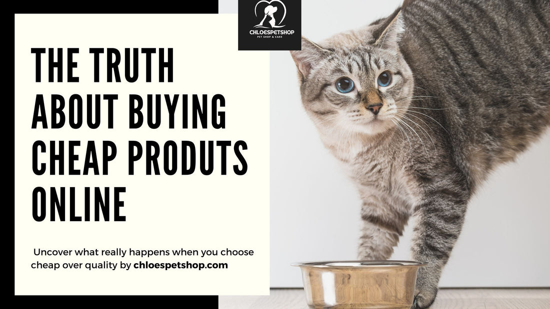 🐾 The Truth About Buying Cheap Pet Products Online