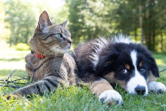 A Comprehensive Guide to Pet Care: Nurturing Happy and Healthy Companions - chloespetshop