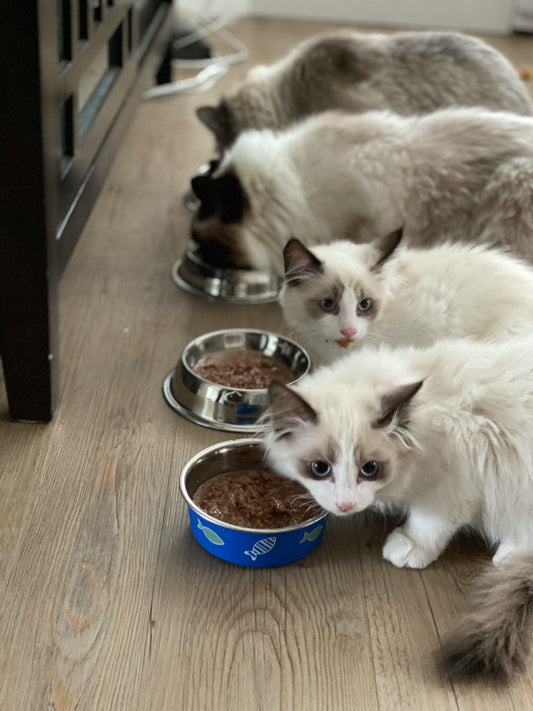 Dining in Style: Elevating Your Pet's Mealtime with the Perfect Bowls and Feeders - chloespetshop