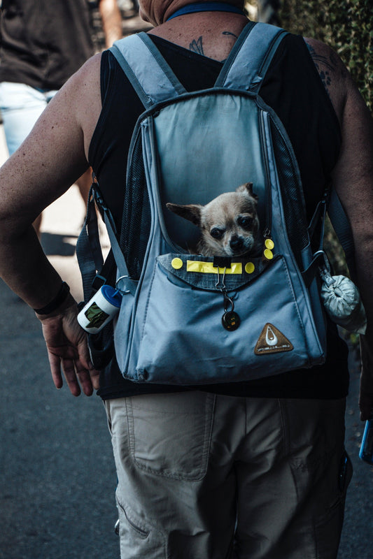 Navigating the World with Your Furry Friend: A Guide to Pet Carriers and Travel - chloespetshop