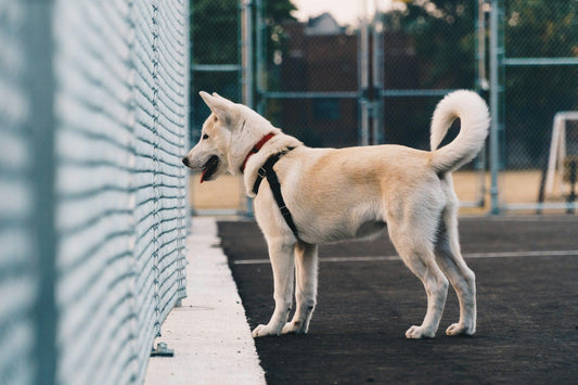 Paws and Perimeters: Choosing the Ideal Pet Fences and Gates - chloespetshop