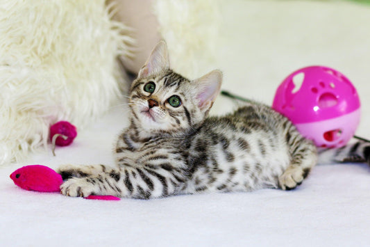 Purr-fect Playtime: Choosing the Best Cat Toys for Your Feline Friend - chloespetshop