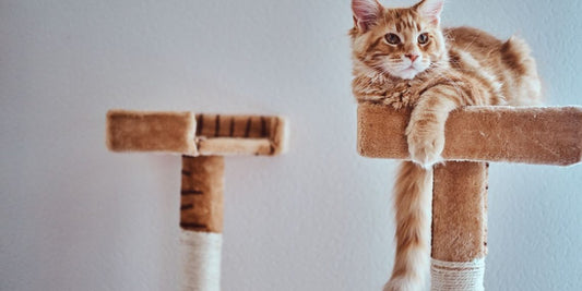 Keeping Your Cat Healthy and Happy with a Scratching Post Tower