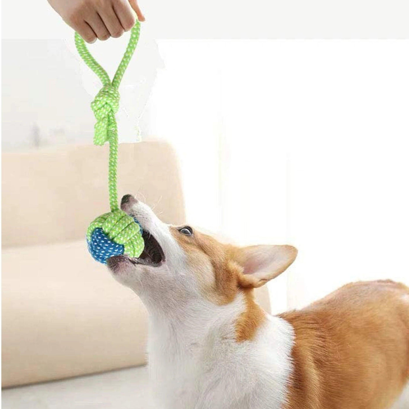 Dog Chew Toy, Bite-resistant - chloespetshop