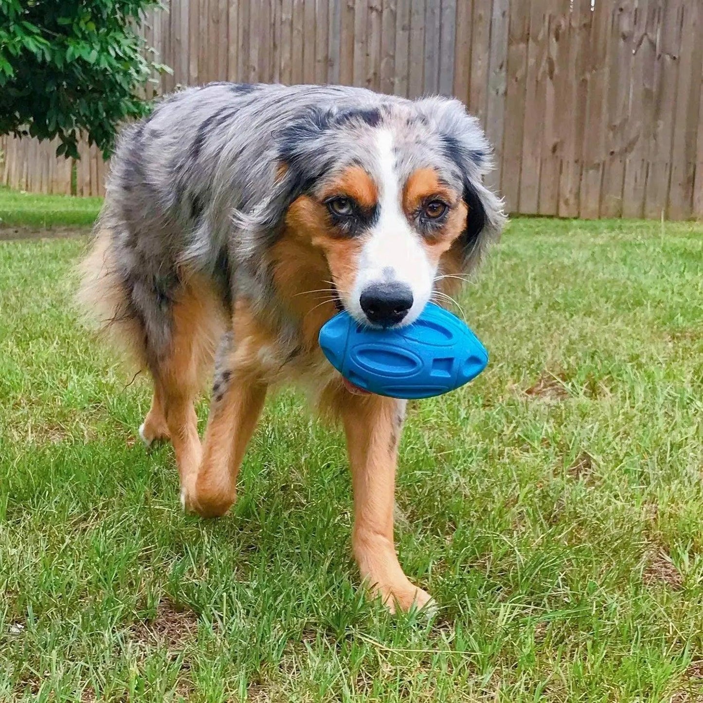 Squeaky Dog Football - chloespetshop